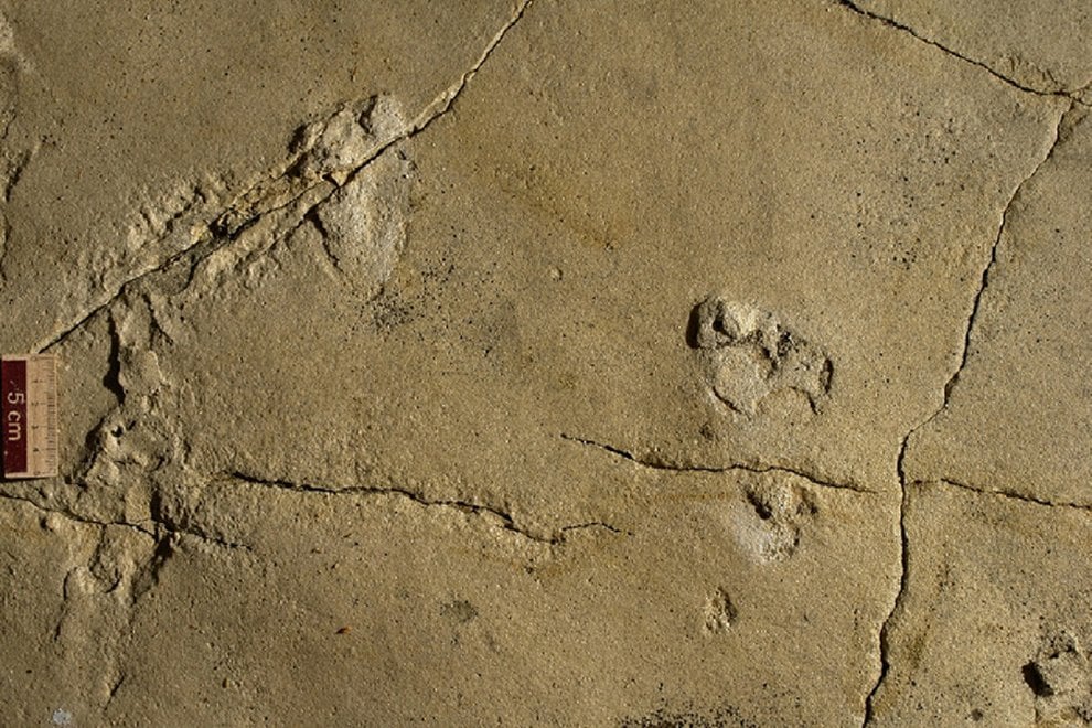 Orme fossili di uomo